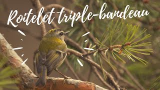 🐥🎶CHANTS D'OISEAUX : LE ROITELET TRIPLE-BANDEAU (Regulus ignicapilla, Common Firecrest)