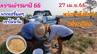 หว่านข้าวแบบนี้ดีข้าวนาปี 2566 | หว่านเร็วดีกว่าหว่านช้า