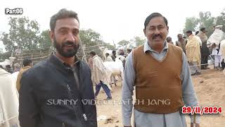 Today Domail Mandi Fatehjang Rate’s update29 Nov2024-Part06Sunny Video Fateh Jang Cow Mandi 2024