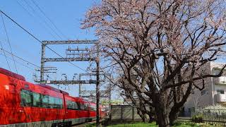 小田急海老名-座間 '18.3.25 桜の老木、6分咲き。GSEスーパーはこね5号が軽やかに通過。