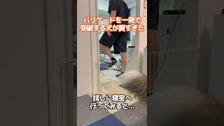 バリケードを一発で突破する犬 #shorts #犬のいる生活 #シェルティ