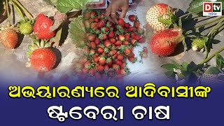 ଅଭୟାରଣ୍ୟରେ ଆଦିବାସୀଙ୍କ ଷ୍ଟବେରି ଚାଷ | nuapada staberi farming | special story | dtv odia