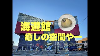 【海遊館】ジンベイザメを見れた感動！癒しの空間へいらっしゃい！！