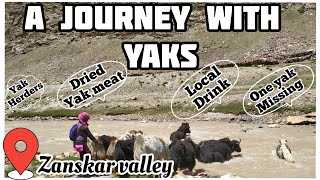 A journey with Yaks || Yak herders of Zangskar, Ladakh