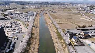 満開の三田市さくら回廊（武庫川沿い）へ！