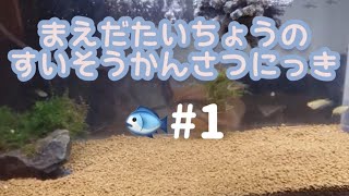 【飼育動画】小さい魚達の淡水魚水槽！赤虫を上げてみました！メダカ、タナゴ、カワムツ、ホトケドジョウ、オヤニラミ、ムギツク