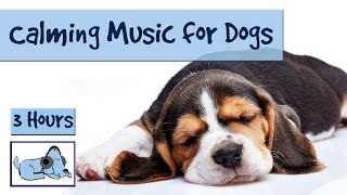 3 and a Half Hours of Calming Music for Dogs!