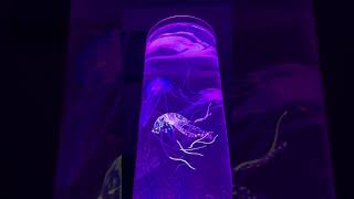 Dive into tranquility with our mesmerizing Jellyfish Lamp!