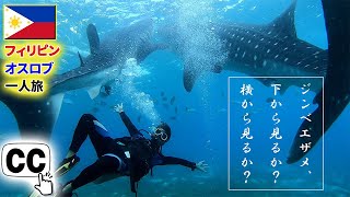 【フィリピン】ダイビングが衝撃！セブ島No.1人気スポット・オスロブ徹底解説【ジンベイザメ】