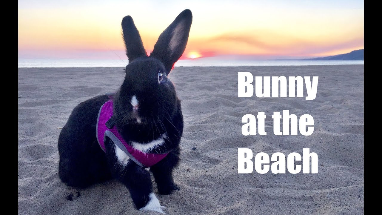 Rabbit Goes To The Beach! - YouTube