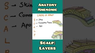 Layers of Scalp - mnemonic | Anatomy | #shorts