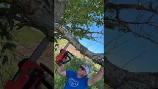 Light weight 18v Einhell chainsaw from trimming dead branches off my trees #tools