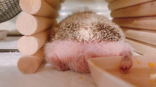 お食事中のハリネズミがかわいすぎるｗ