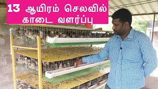 காடை வளர்ப்பு புதிய முறை 13 ஆயிரம் போதும்