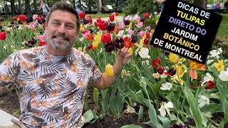 Dicas de Tulipas Direto do Jardim Botânico Montreal