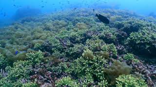 わの海　伊豆半島のサンゴの群生