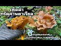 เห็ดดำ หรือ มันปูสีน้ำตาล Trattkantarell 🇸🇪(Cantharellus_Tubaeformis) เห็ดทรัตคานตาเรียล