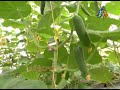 cultivation practices of european cucumber in polyhouse etv annadata