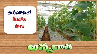 Cultivation Practices | of European Cucumber In Polyhouse || ETV Annadata