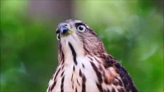 鳳頭蒼鷹幼鳥成長紀錄[六]  --- 午後活動花絮(中正紀念堂, 2016.7.11)