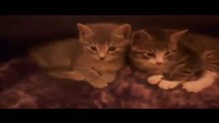 1 boy ,  2 kittens ( luqa magnotta )
