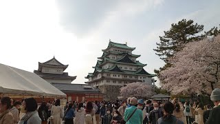 名古屋城　さくらまつり