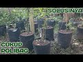 BUDIDAYA BONSAI SANCANG PAKAI POLIBAG #sancang #bonsaitree #bonsai