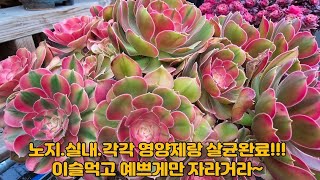 4월10일 ㅡ정원다육ㅡ 모처럼 국가공휴일!!!  여유로운시간 살균과 영양제 실내외 방제~ 이제 살균의계절이 오네요. 정원댁010.7370.2040