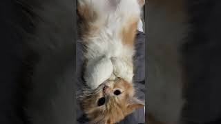 Kitten Peek a boo - kucing ciluk ba #shorts