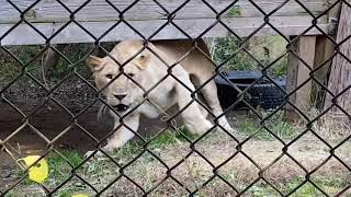 威嚇するライオンのムーン💕とくしま動物園にて2021年11月20日