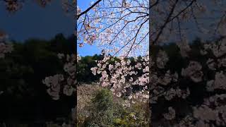 晴天に舞い散る桜。 Cherry blossoms flying in fine weather.