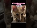 【飼い主あるある】猫が自分の名前が分かるか呼んでみた