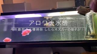 アロワナ水槽  今年最期の水槽掃除行ったらオスカーに異変が！？😱