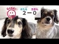 【犬の誕生日】ある出来事でiqが爆上がりしたダックスフンド。