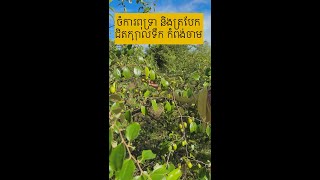 ចំការពុទ្រា និងត្របែក ជិតរមណីយដ្ឋានក្បាលទឹក ខេត្តកំពង់ចាម