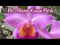 River Kwai Pink