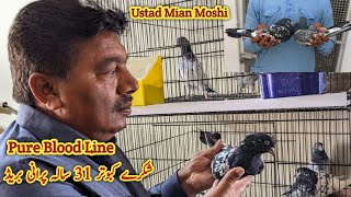 Old Shikra Breed, Ustad Mian Moshi Of Lahore k Shikray Kabootar ka Shoq karain