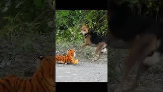 FAKE TIGER VS DOG PRANK PART 3! | SAGOR BHUYAN