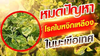 ใครเป็นบ้าง..สวนมะเขือเทศโดน 'ใบหงิกเหลือง' ตายคาต้นทุกทีมีวิธีแก้ไหม? | เพียวมีคำตอบ