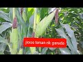 JAGUNG GARUDA !! The superiority of Garuda corn