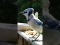 Blue jay yells at the camera and takes my peanuts