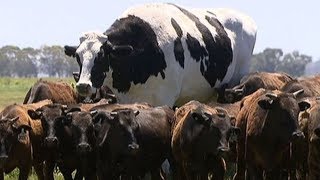 'Knickers' The Freakishly Huge Cow Is Too Big To Be Slaughtered