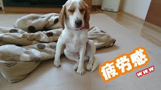 はじめてウィルさん（ビーグル犬）散歩後の疲労感が隠せません( ﾟДﾟ)ｗ