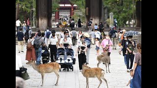 「Go To」東京解禁後、初の週末　奈良公園の様子