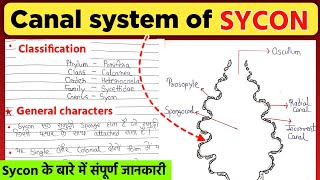 Sycon | Sycon bsc 1st year | Canal system of sycon | साइकॉन | Sycon ka chitra