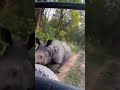 rhino attack at Manas National park madangudi  (short video)