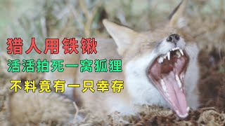 猎人用铁锹活活拍死一窝狐狸后，不料却引发一段奇缘，最后几分钟直接让人泪崩！