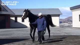 ゴールドヘイロー(Gold Halo)-日高スタリオンステーション種牡馬展示会2015