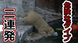 【シロクマの1分動画＃269】危険なダイブ2連発💗ホウちゃん【天王寺動物園】