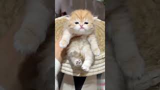 Kitten| Cute Cat #cats #fan #vlog #smile